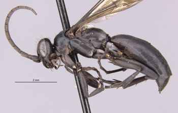 Media type: image;   Entomology 10398 Aspect: habitus lateral view